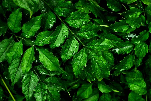 Detailní Fotografie Divoké Rostliny Kapkami Deště Růst Pozadí Čerstvé Zelené — Stock fotografie
