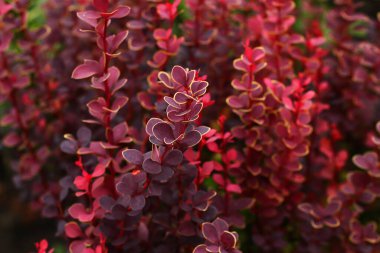 Kırmızı yapraklı soyut yeşillik arkaplanı. Metin için alanı kopyala. Doğal organik arka plan..