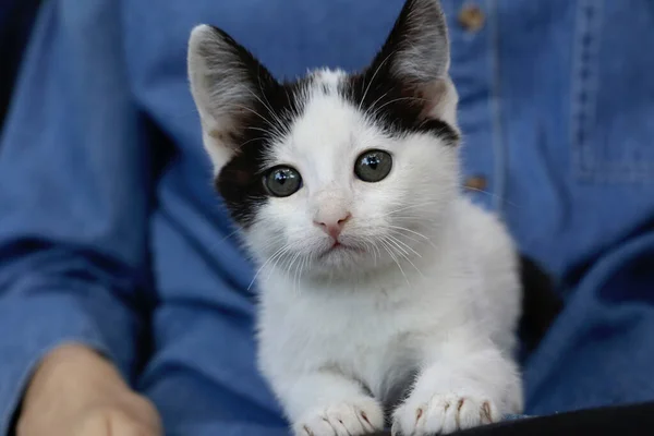 Saf bir kedi yavrusu sahibinin elinde değil. Elinde kedisini tutan kot tişörtlü genç bir kız..