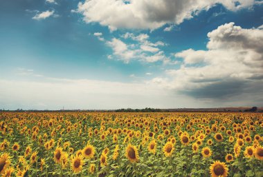 Yazın ortasında bulutlu günlük manzara. Bulgaristan 'ın Burgaz kenti yakınlarındaki ayçiçeği tarlası