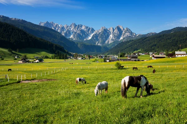 Kleurrijk buitenleven in de Oostenrijkse Alpen. Zomer zonnige dag in het Gosau dorp op de Grosse Bischofsmutze bergketen, Oostenrijk, Europa. — Stockfoto