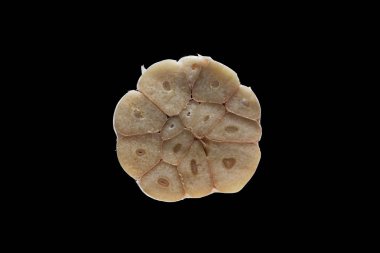 Saf siyah arkaplanda taze sarımsak..