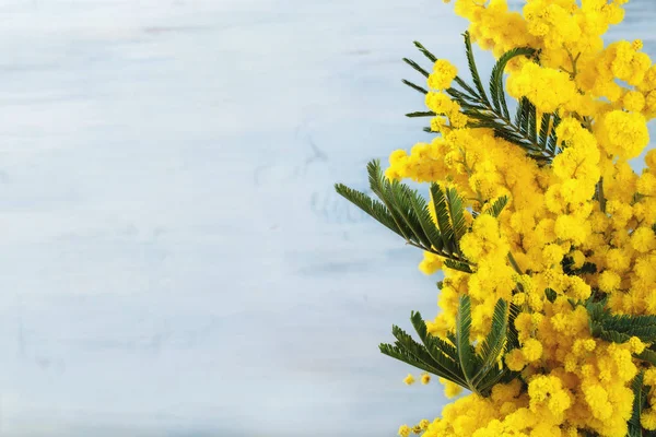 Rama Kwiatu Mimozy Tle Niebieski Ructic — Zdjęcie stockowe