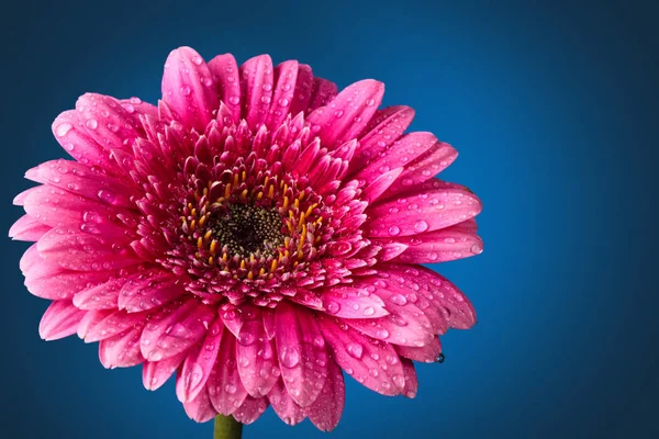 Fotografie Aproape Gerbera Roz Picături Fundal Albastru Închis — Fotografie, imagine de stoc