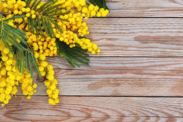 Mimoza Çiçek Ahşap Rustik Arka Plan Görüntüsünü Kapatmak — Stok fotoğraf