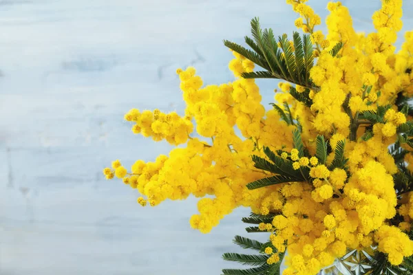 Quadro Flor Mimosa Contra Fundo Rústico Azul — Fotografia de Stock