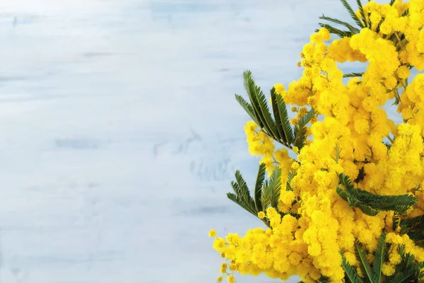 Cornice Mimosa Fiore Contro Sfondo Blu Ructic — Foto Stock