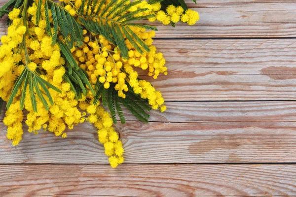 Bliska Strzał Mimosa Kwiaty Tle Rustykalne Drewniane — Zdjęcie stockowe