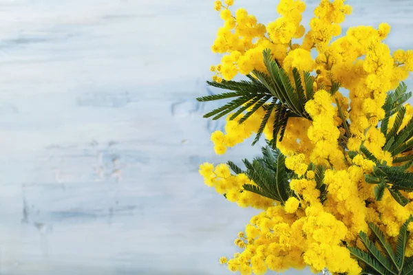 Mimoza Çiçeği Mavi Ructic Arka Plan Çerçevesinde — Stok fotoğraf
