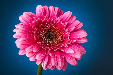 Pembe Gerbera 'nın yakın plan resmi, koyu mavi arkaplanda damlalar var..