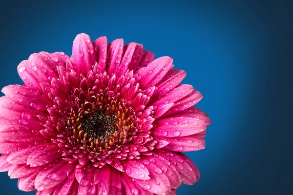 Closeup Shot Pink Gerbera Drops Dark Blue Background — Stock Photo, Image