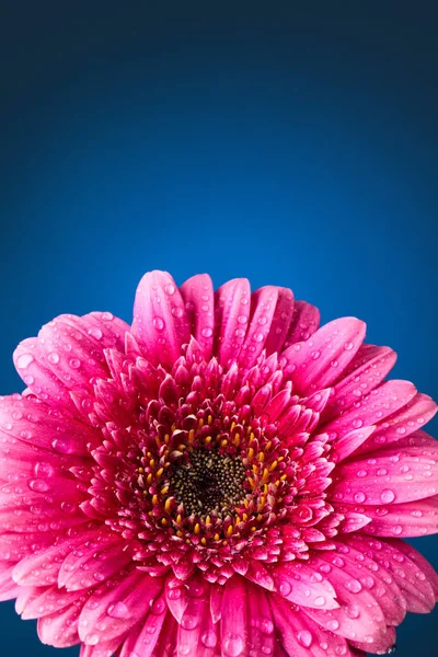 Fotografie Aproape Gerbera Roz Picături Fundal Albastru Închis — Fotografie, imagine de stoc