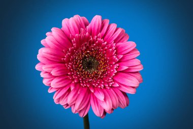 Pembe Gerbera 'nın yakın plan resmi, koyu mavi arkaplanda damlalar var..