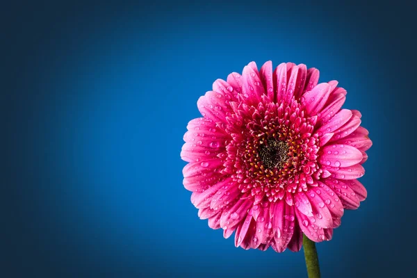 Fotografie Aproape Gerbera Roz Picături Fundal Albastru Închis — Fotografie, imagine de stoc