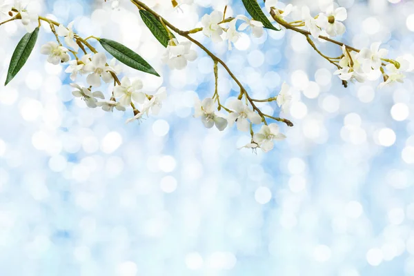 Brzoskwiniowy Kwiat Powyżej Tło Uroczysty Bokeh Koncepcja Wakacje Wielkanoc — Zdjęcie stockowe