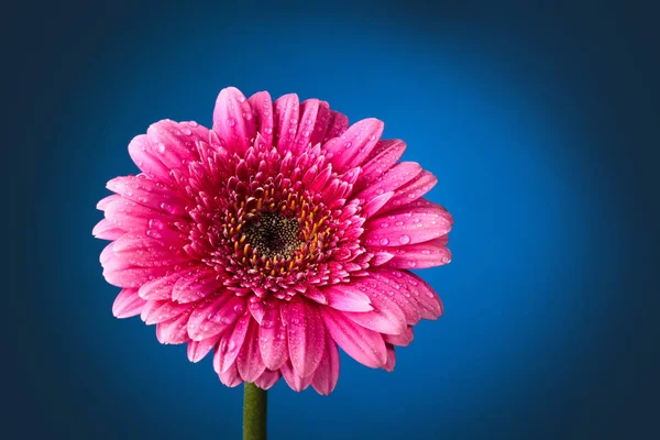 Zdjęcia Bliska Różowej Gerbery Kroplami Ciemnoniebieskim Tle — Zdjęcie stockowe