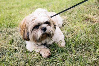 Yaz günü çimenlerin üzerinde tasmalı güzel shih tzu köpeği yatıyor. Tam yüz kapat.