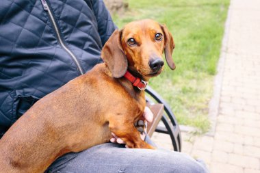 Köpeğin sahibinin üzerine uzanmış kırmızı yakalı güzel bir dachshund köpeği.. 