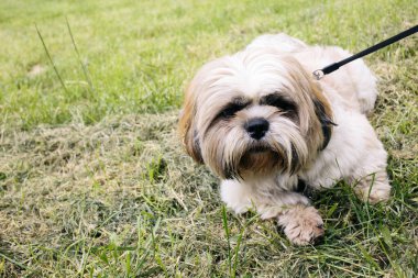 Yaz günü çimenlerin üzerinde tasmalı güzel shih tzu köpeği yatıyor. Tam yüz kapat.