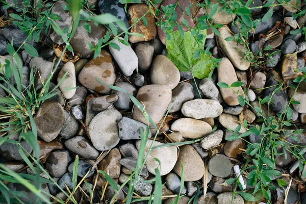 Muchas Piedras Pequeñas Playa Con Piedras Hierba Verde Piedras Guijarro — Foto de Stock