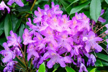 Açelya 'nın geniş ve narin pembe çiçekleri ya da güneşli bir Japon baharı bahçesinde Rhododendron bitkisi. Açık hava çiçekleri.