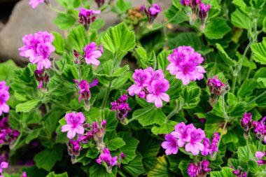Canlı pembe Pelargonium çiçekleri (yaygın olarak sardunya, pelargonyum ya da leylek gagası olarak bilinir) ve güneşli bir bahar gününde bahçedeki bir kaptaki taze yeşil yapraklar, çok renkli doğal doku