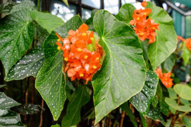 Güneşli bir yaz gününde, bahçedeki bir tencerede taze yeşil yapraklı küçük turuncu begonya çiçekleri, Begoniaceae familyasının uzun ömürlü çiçekleri, canlı çiçekli arka plan.