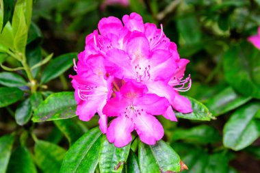 Geniş ve narin pembe açelya çiçekleri ya da güneşli bir Japon baharı bahçesinde Rhododendron çiçekleri, açık hava çiçekleri ve yumuşak odak ile çekilmiş güzel bir arka plan.