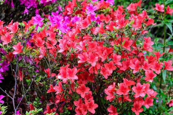 Bush Delikata Röda Blommor Azalea Eller Rhododendron Solig Japansk Trã — Stockfoto