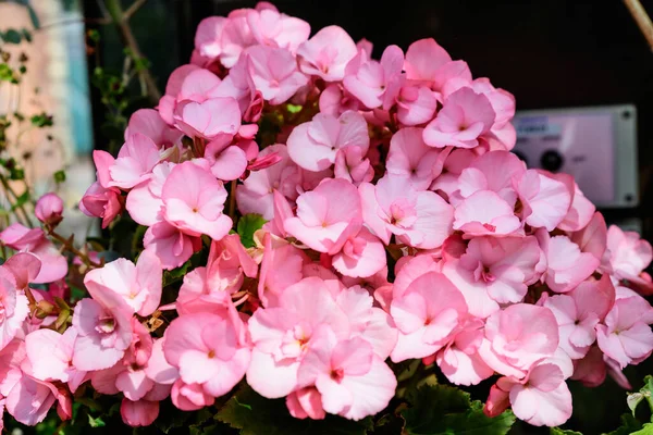 Close Many Delicate Small Pink Begonia Flowers Fresh Green Leaves — Stock Photo, Image