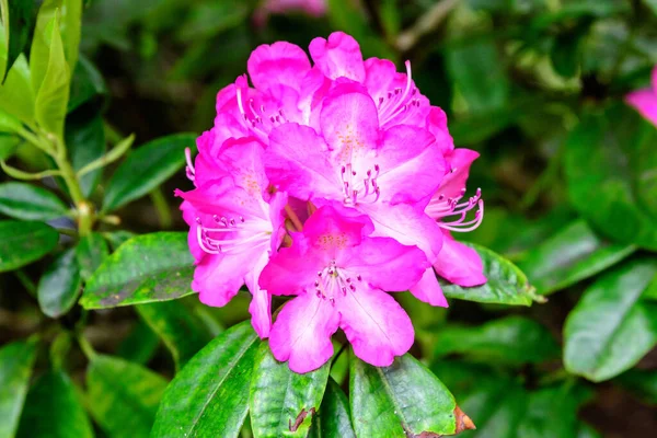 Close Van Grote Delicate Levendige Roze Magenta Bloemen Van Azalea — Stockfoto