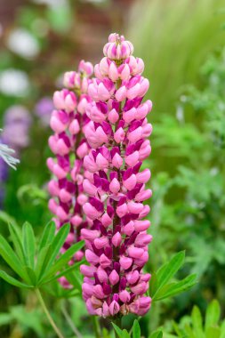 Lupinus 'un pembe çiçeklerine yakın, lupin ya da lupin olarak bilinir, tam çiçeklenme ve yeşil çimlerde güneşli bir bahar bahçesinde, güzel açık hava çiçekli arka planda yumuşak odak ile fotoğraflanmış.
