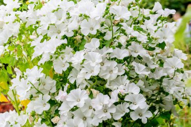 Althaea officinalis bitkisinin pek çok narin beyaz çiçeği, genellikle bir İngiliz kır evinin bahçesinde şekerleme olarak bilinir güneşli bir yaz gününde, güzel bir açık hava çiçekli arka planda.