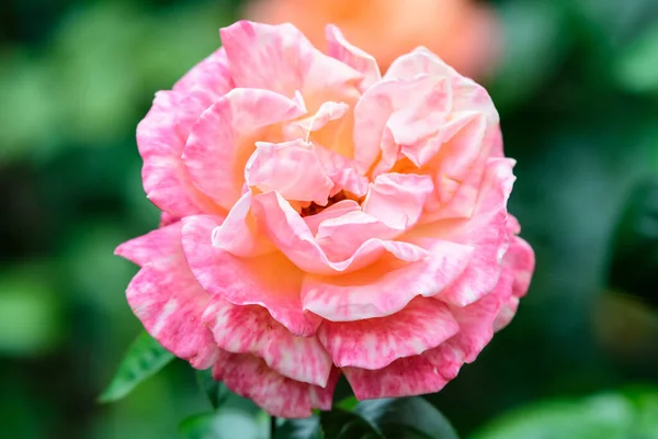 Közelkép Egy Friss Finom Rózsaszín Rózsa Kertben Egy Napos Nyári — Stock Fotó