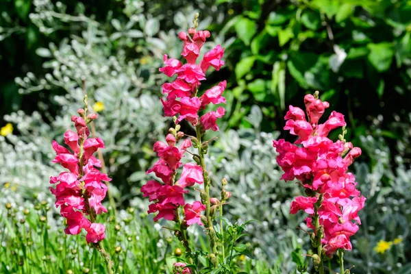 Fleurs Dragon Magenta Rose Vif Snapdragons Antirrhinum Dans Jardin Printanier — Photo