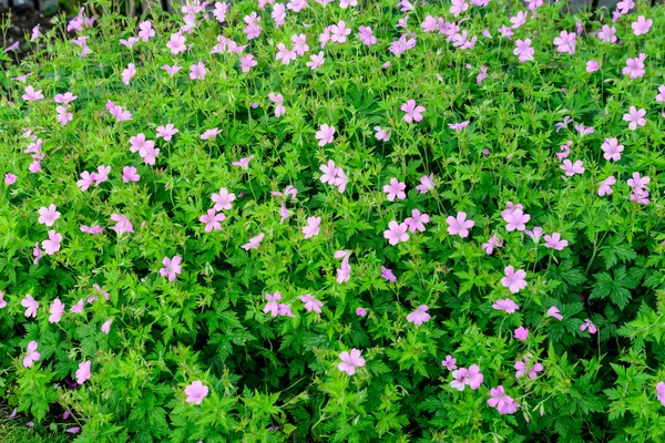 Sok Finom Világoskék Virágok Geranium Pratense Vadon Élő Növény Közismert — Stock Fotó