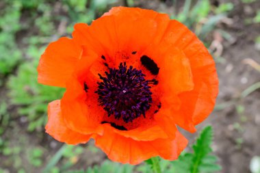 Güneşli bir yaz gününde, İngiliz kır evi tarzında bir bahçede kırmızı turuncu gelincik çiçeğini kapat. Güzel bir açık hava çiçekli arka plan, yumuşak odak ile fotoğraflanmış.