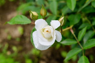 Yaz bahçesinde çiçek açmış büyük ve narin bir beyaz gülü yakın plan üzerinde bulanık yeşil yapraklarla, yumuşak bir odak ile fotoğraflanmış.