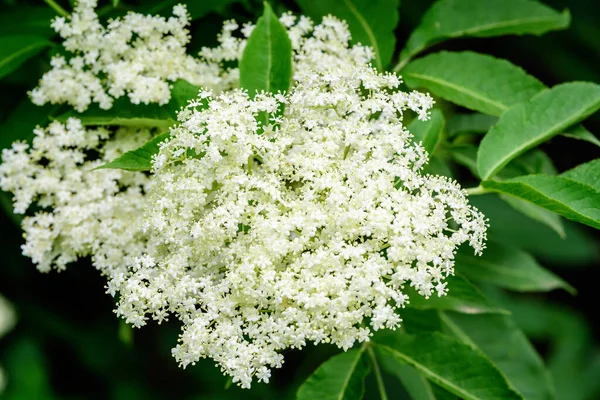 Molti Delicati Fiori Bianchi Foglie Verdi Sfocate Sambuco Noto Come — Foto Stock