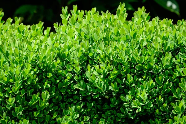 Texturerad Naturlig Bakgrund Många Gröna Blad Buskar Som Växer Häck — Stockfoto