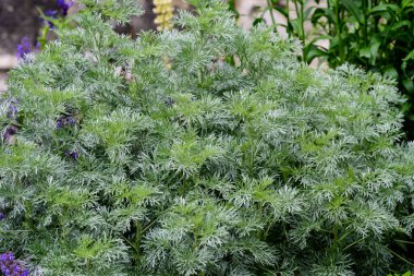 Artemisia Absinthium 'un taze yeşil yapraklarını (pelin otu, Grand Wormwood, Absinthe veya Absinthium) güneşli bir bahar gününün arka planında, yumuşak bir odak noktasıyla çekilmiş bir bahçede kapatın.