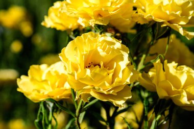 Güneşli bir yaz gününde, bahçesinde yeşil yaprakları ve canlı sarı gülleri olan büyük yeşil çalılar. Yumuşak bir odak ile çekilmiş güzel bir açık hava çiçekli arka plan.