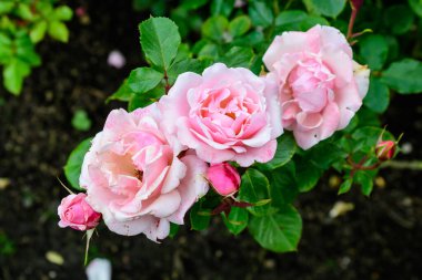 Taze, narin pembe güller ve güneşli bir yaz gününde bahçedeki bulanık yeşil yapraklar, güzel açık hava çiçekleri.