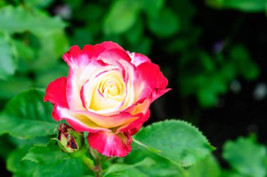 Arka planda bulanık yeşil yapraklar ile, bir yaz bahçesinde, tam çiçeklenmiş, büyük, narin, beyaz ve kırmızı bir gül yakın çekim