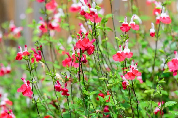 Nagy Örökzöld Cserje Fehér Piros Salvia Microphylla Hot Lips Virágok — Stock Fotó