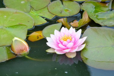Bir yaz bahçesindeki su yüzeyinde çiçek açan narin pembe nilüfer çiçeklerinin (Nymphaeaceae) kapanışı, yumuşak odak ile çekilen güzel açık hava çiçekleri.