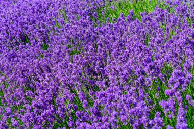 İngiltere, İskoçya 'da güneşli bir yaz gününde birçok küçük mavi lavanta çiçeği seçici bir odak noktası, güzel bir açık hava çiçek arka planıyla