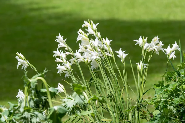 Grupo Muchas Pequeñas Flores Blancas Lilium Lily Planta Jardín Estilo — Foto de Stock