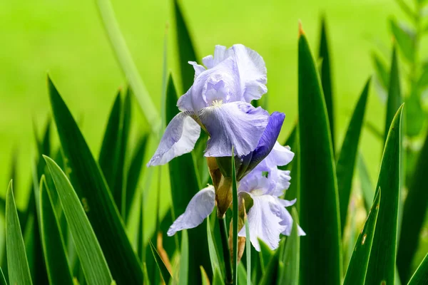 在一个阳光明媚的春天花园 一朵绿色的白色蓝色虹膜花的近照下 美丽的户外花卉背景带着柔和的焦点 — 图库照片