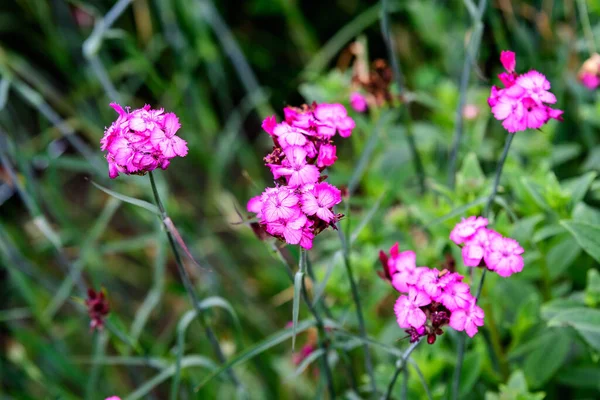 Gros Plan Petites Fleurs Rose Vif Dianthus Carthusianorum Plante Communément — Photo